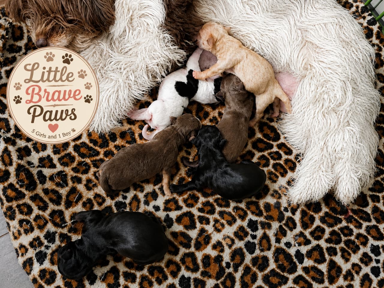 Puppy photo